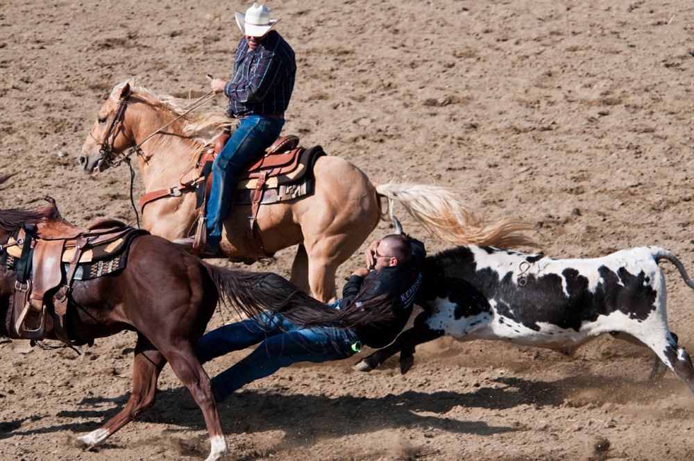 Steer Wrestling.jpg