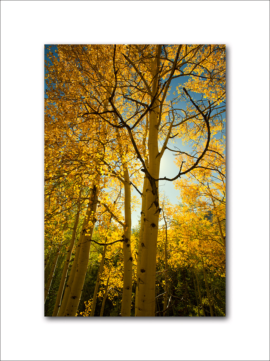 Aspen Fall Foliage 532.jpg