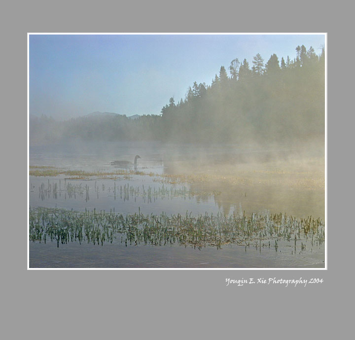 Duck_Yellowstone-B-Framed.jpg