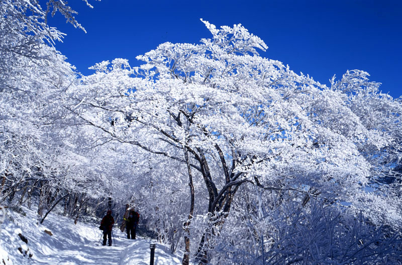 安徽黄山雾淞 img097AA.jpg