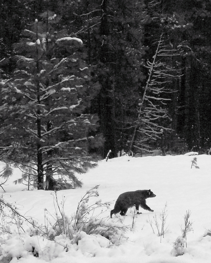 2011-01-08f-Merced River w EC-003a.jpg