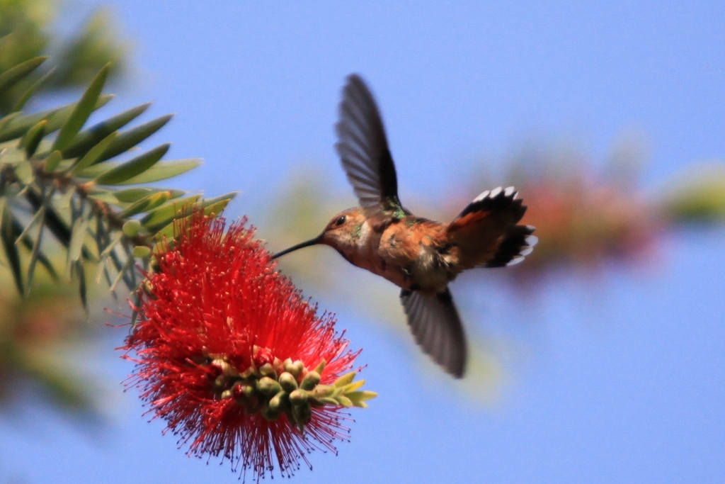 2011,4.13蜂鸟 217.jpg