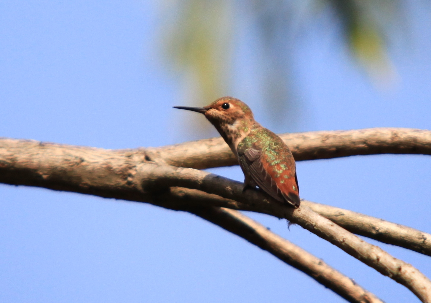 2011,4.13蜂鸟 245.jpg