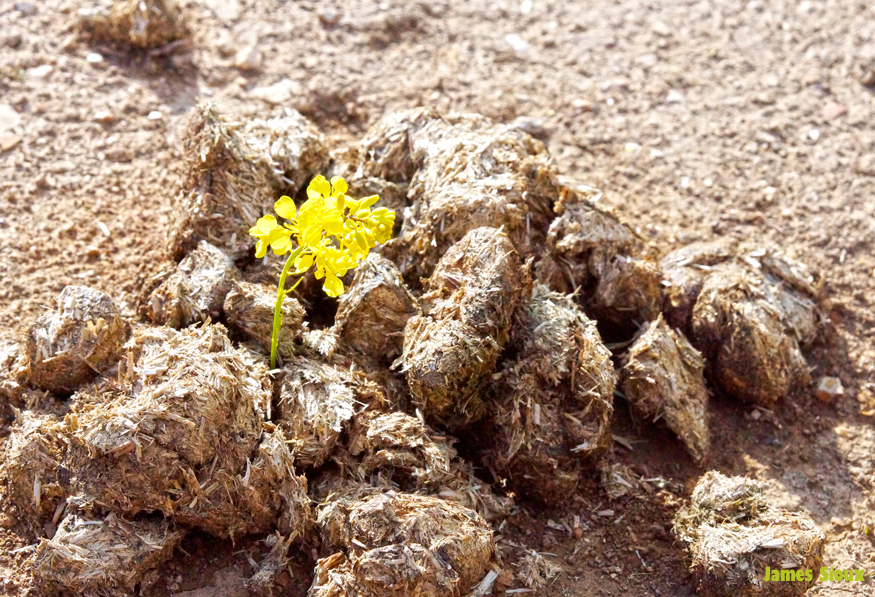 Horse Shit with Flower email.jpg