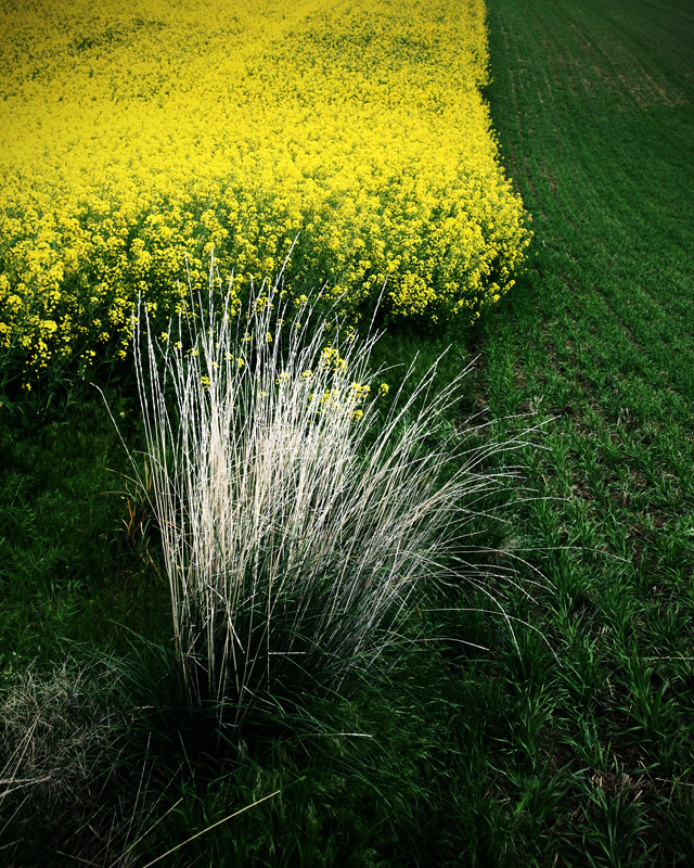 2012-05-20a-Rapeflowers-033s.jpg