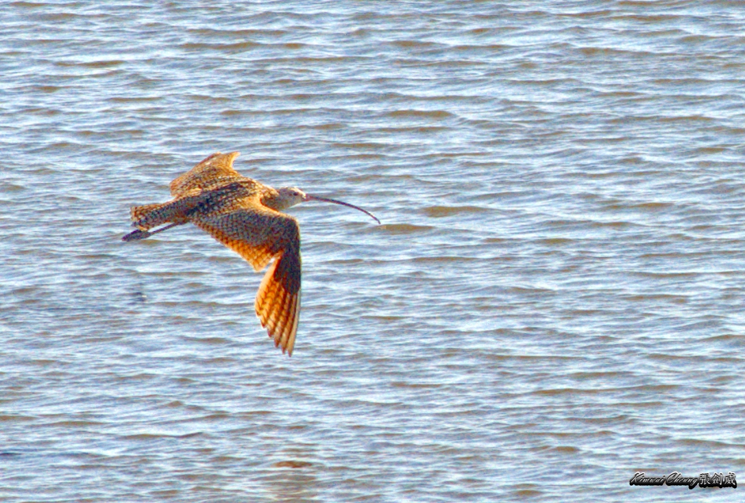 wetland-DSC_0644.jpg