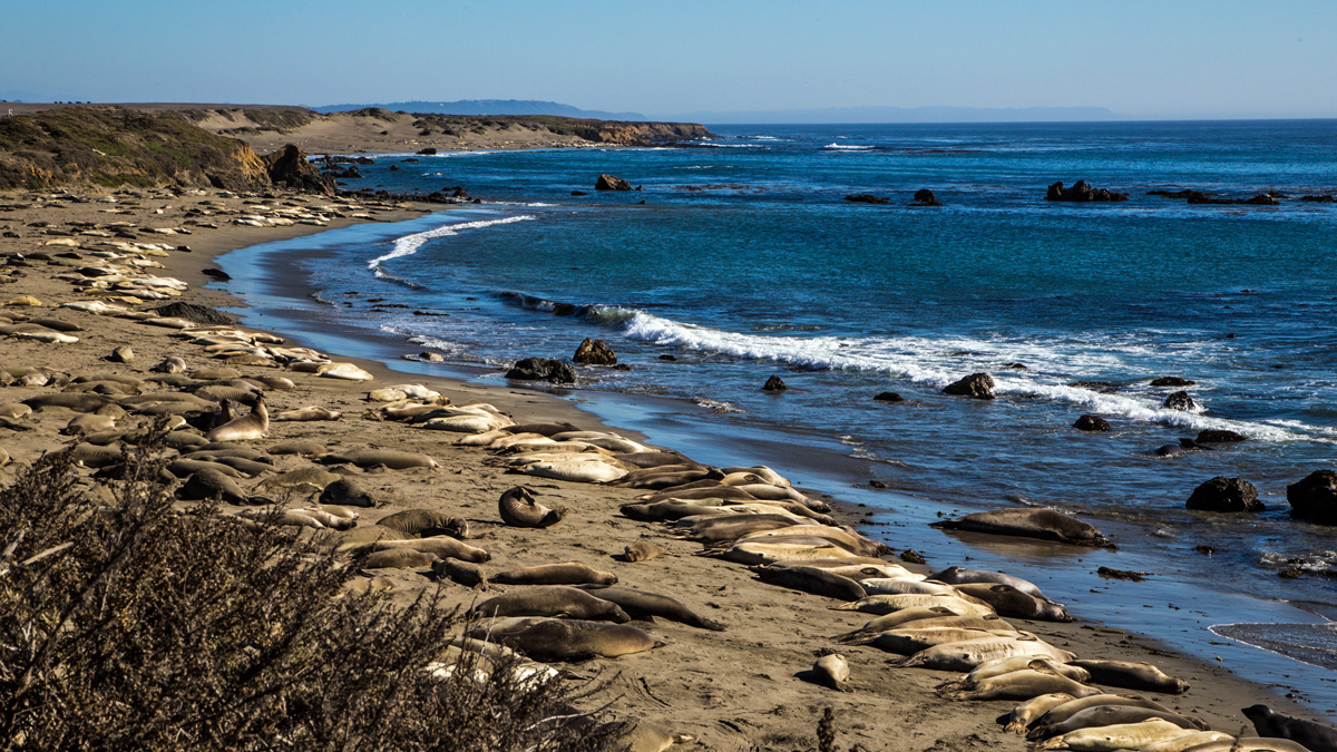 elephent-Seal-1.jpg