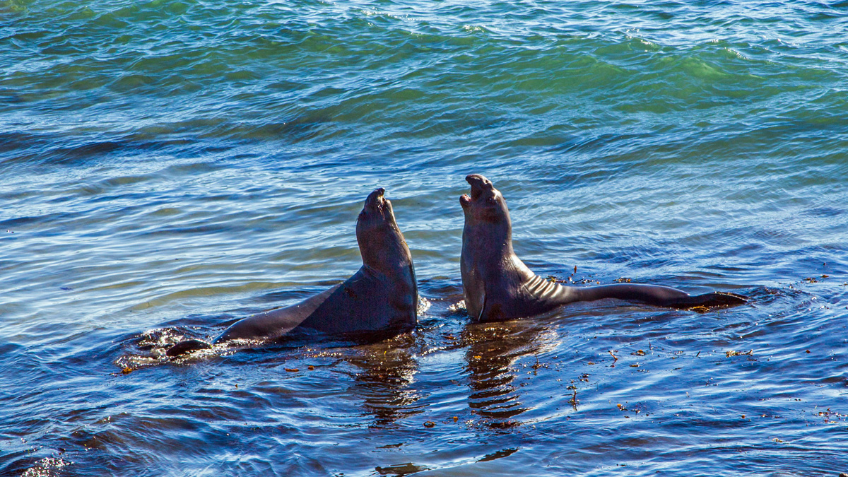 Elephent-Seal-2.jpg