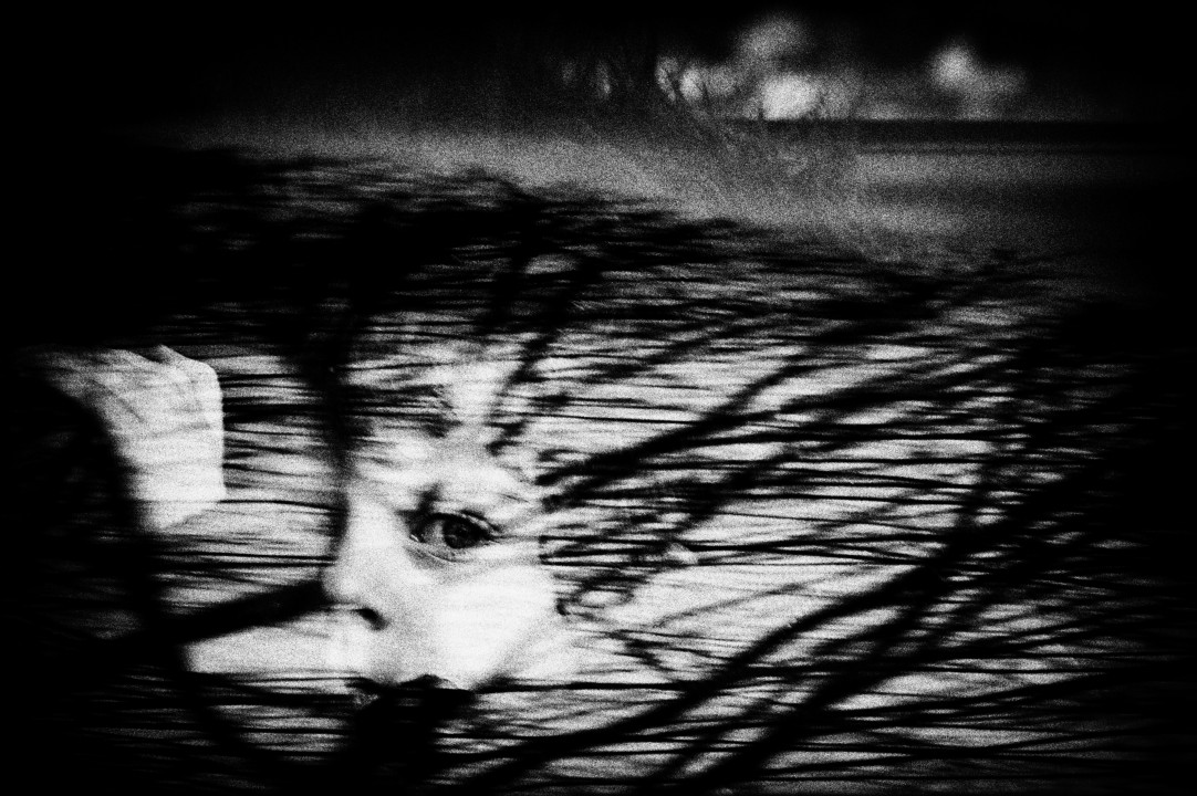 Little_survivor (1).jpg