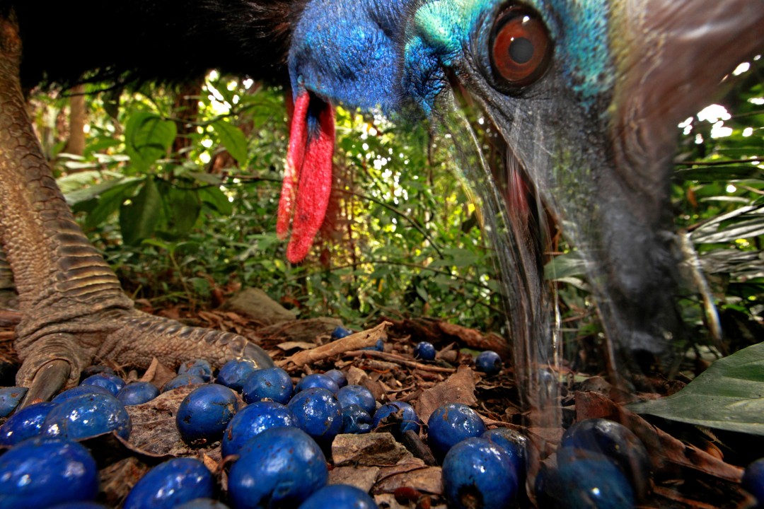 Southern Cassowary (1).jpg