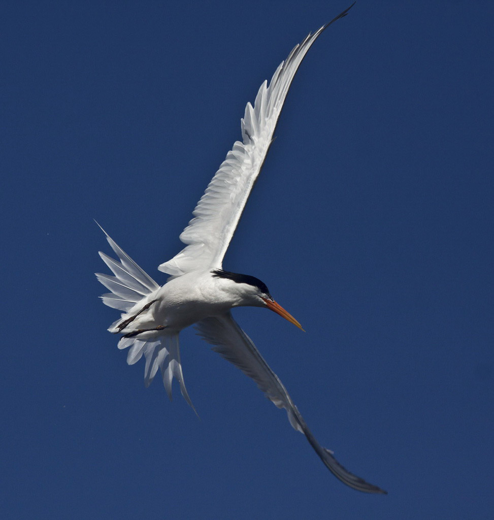 #01 CE NATURE ACC MAO.jpg