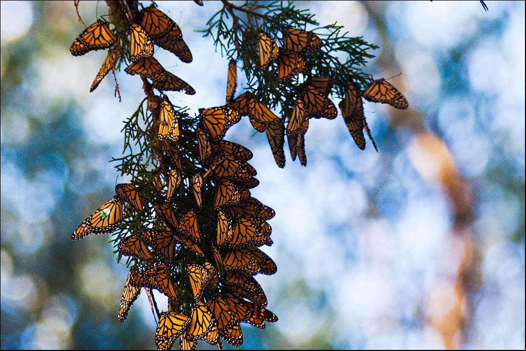 #01 nature acc lu.jpg