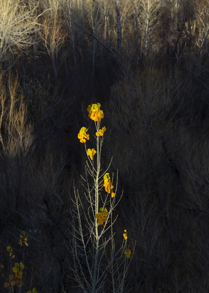 K19A2474 (731x1024).jpg