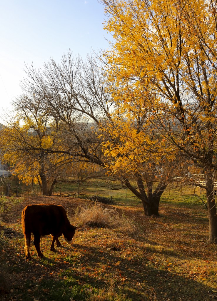 K19A2076 (738x1024).jpg