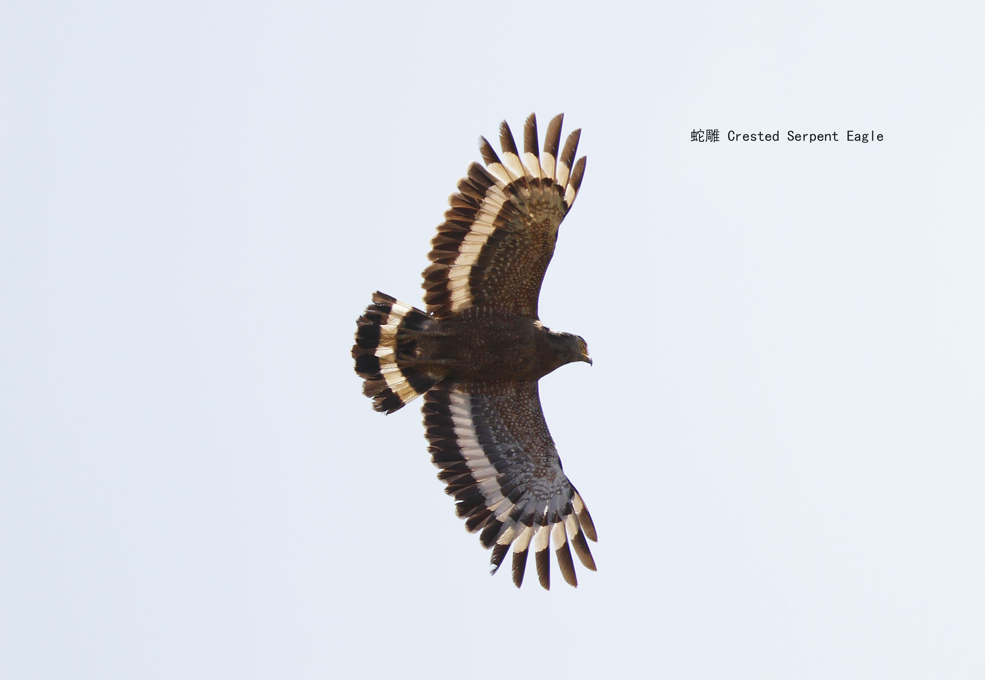 27_MG_0684 蛇雕 Crested Serpent Eagle .jpg