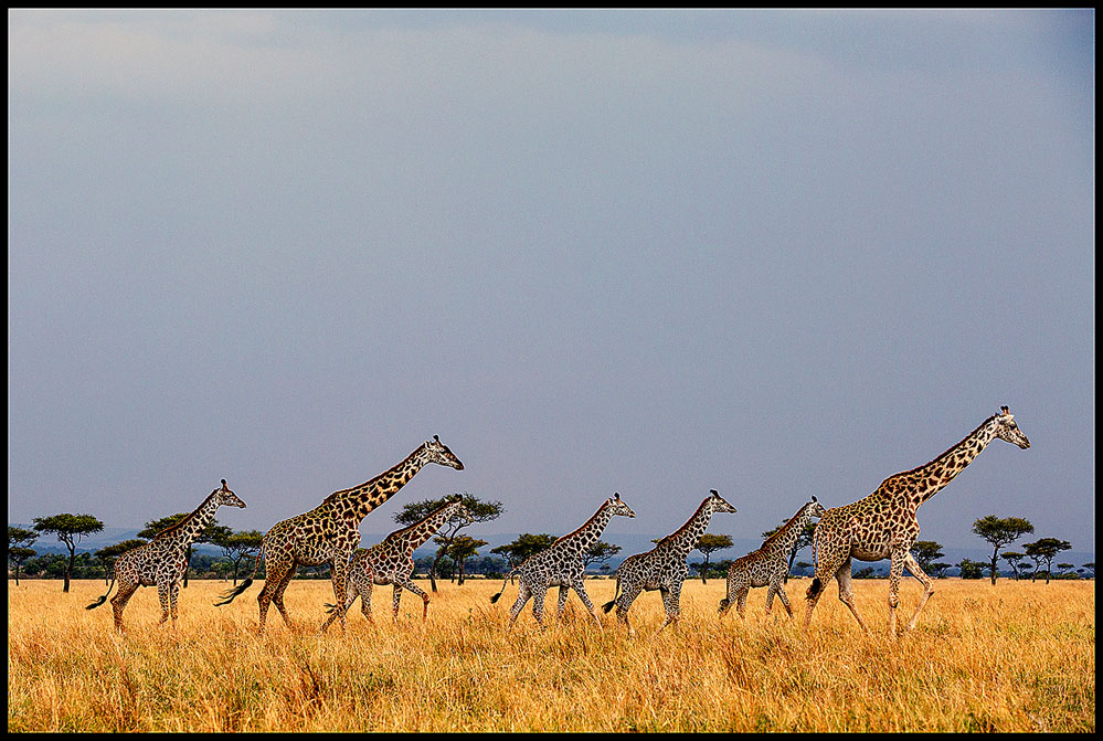 F1 Nature 1 ( Going home ) Bencai gong.jpg