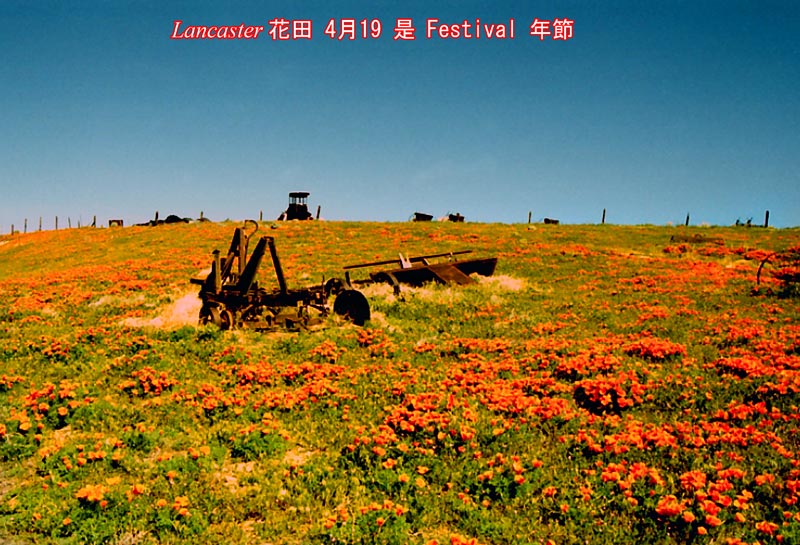 Lancaster 花田.jpg