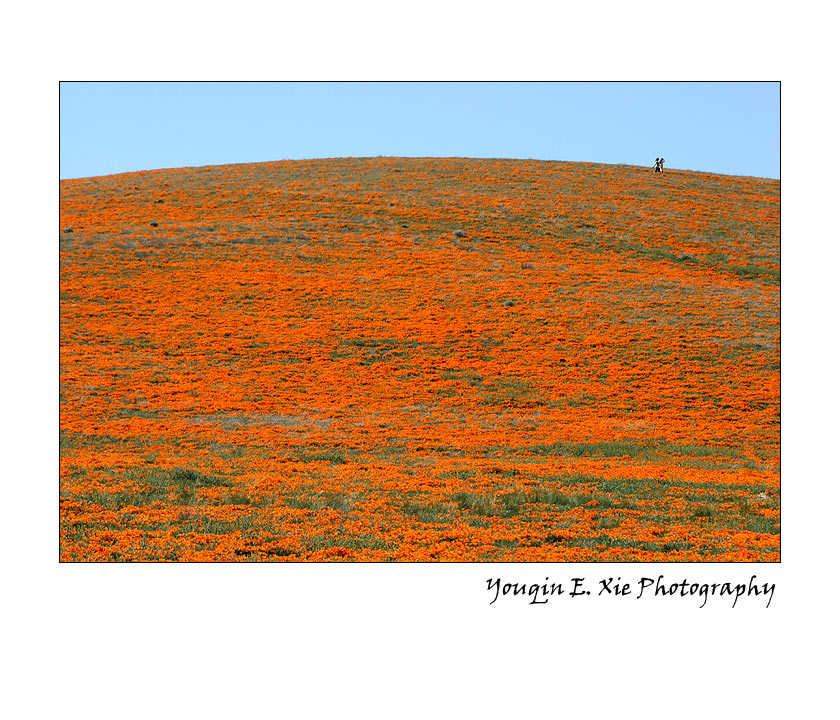 PoppyField_2952_F.jpg
