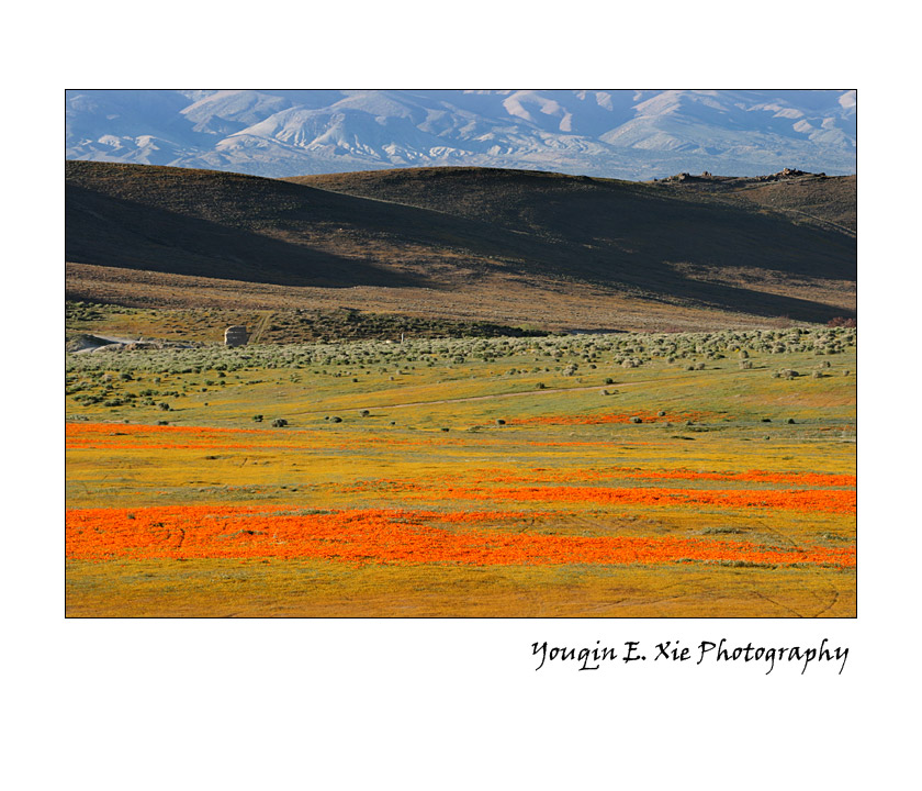 PoppyField_3024_F.jpg