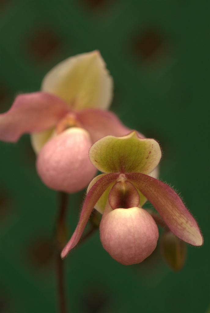 Orchids055.NEF.jpg