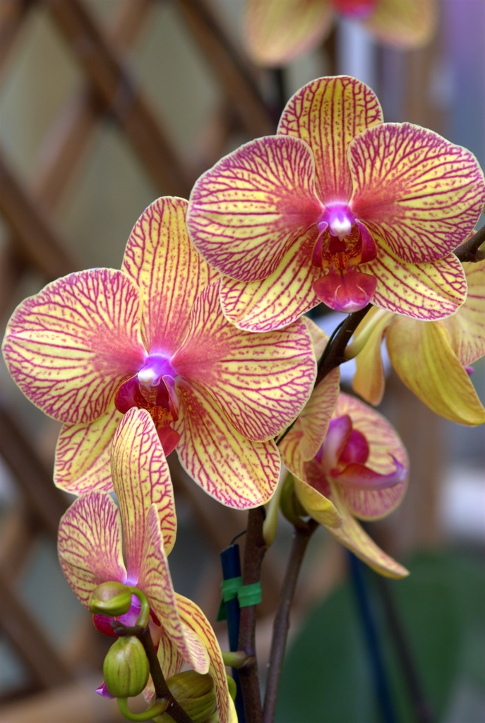Orchids120.NEF.jpg