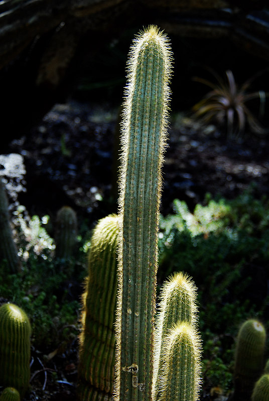 _D208378 800x536.jpg