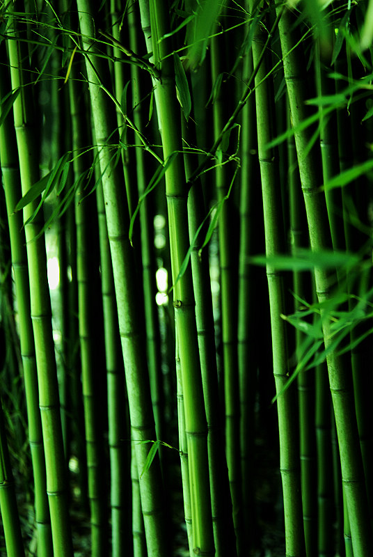 _D208452 800x536.jpg