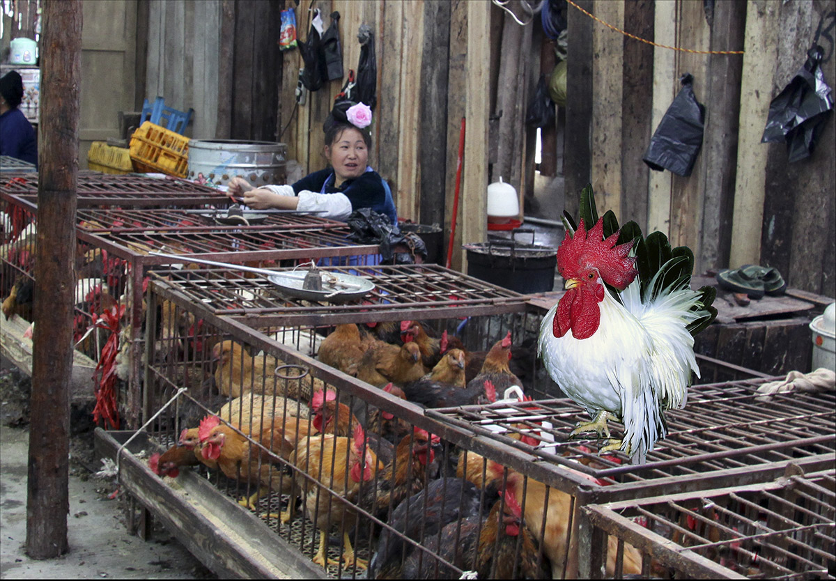 作品 #1 賣雞店.jpg