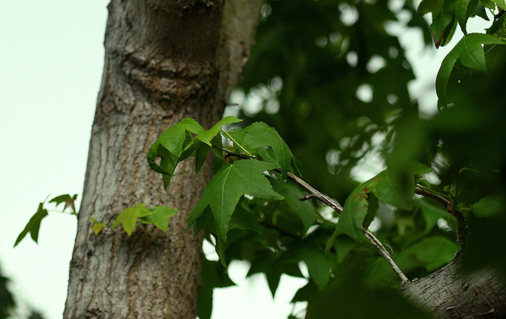 Copy (1) of IMG_0990.JPG