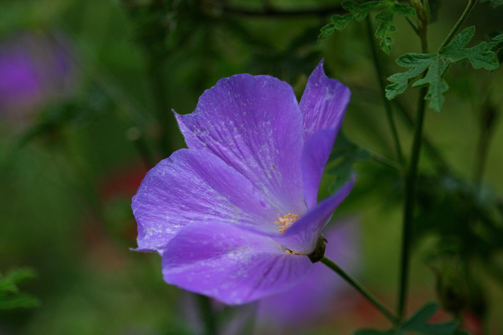 Copy (1) of IMG_0927.JPG