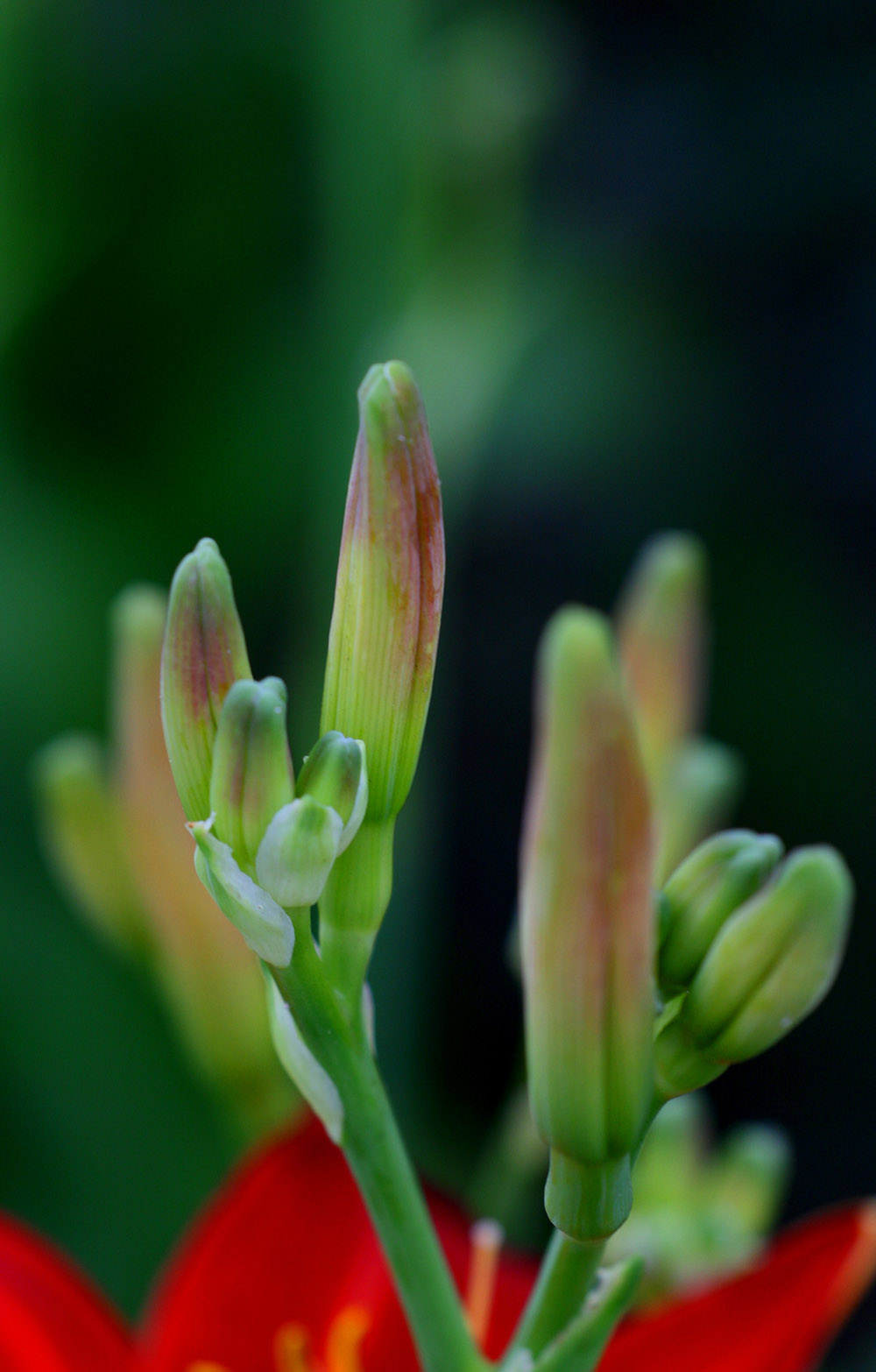 Copy (1) of IMG_0962.JPG