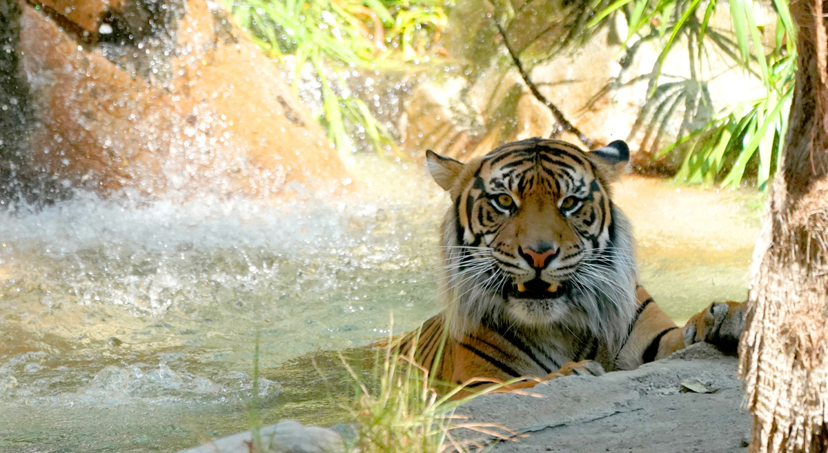 0031_NATURE03_TIGER_02.jpg