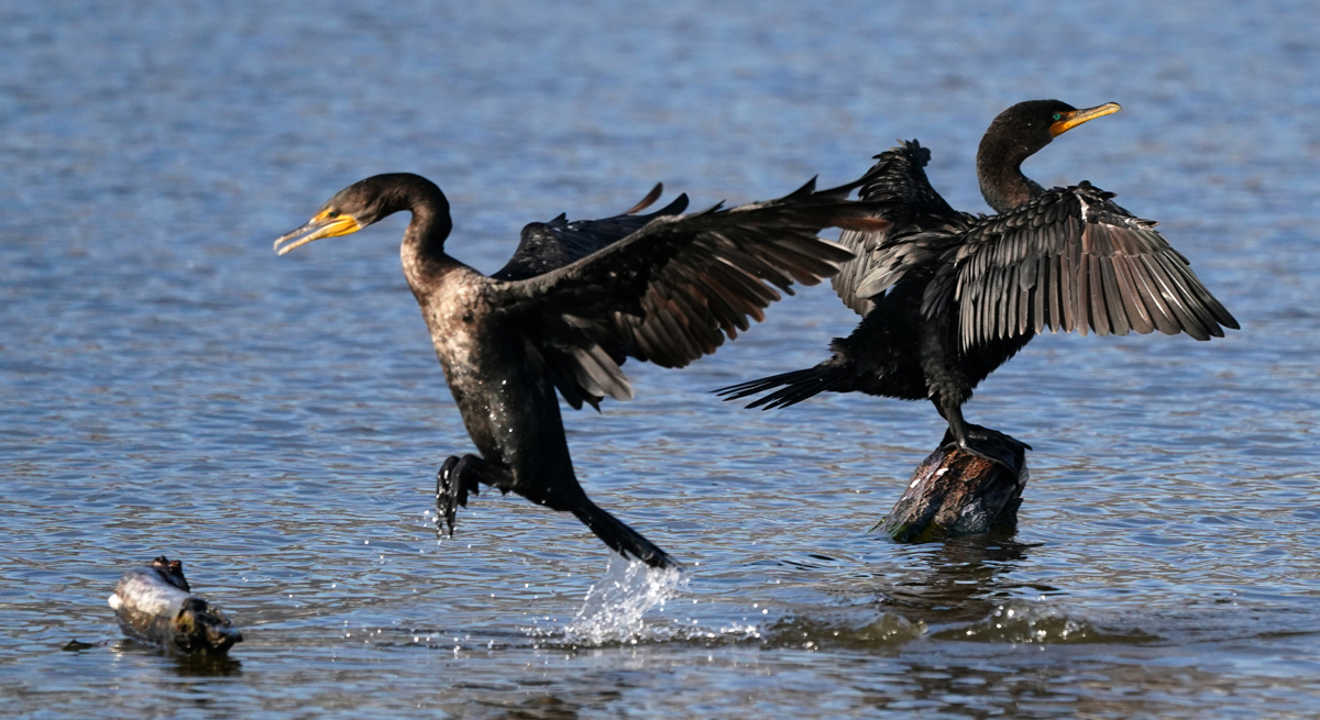 0031_NATURE_GROUP_1_BIRDS of MALIBU_ 7.jpg