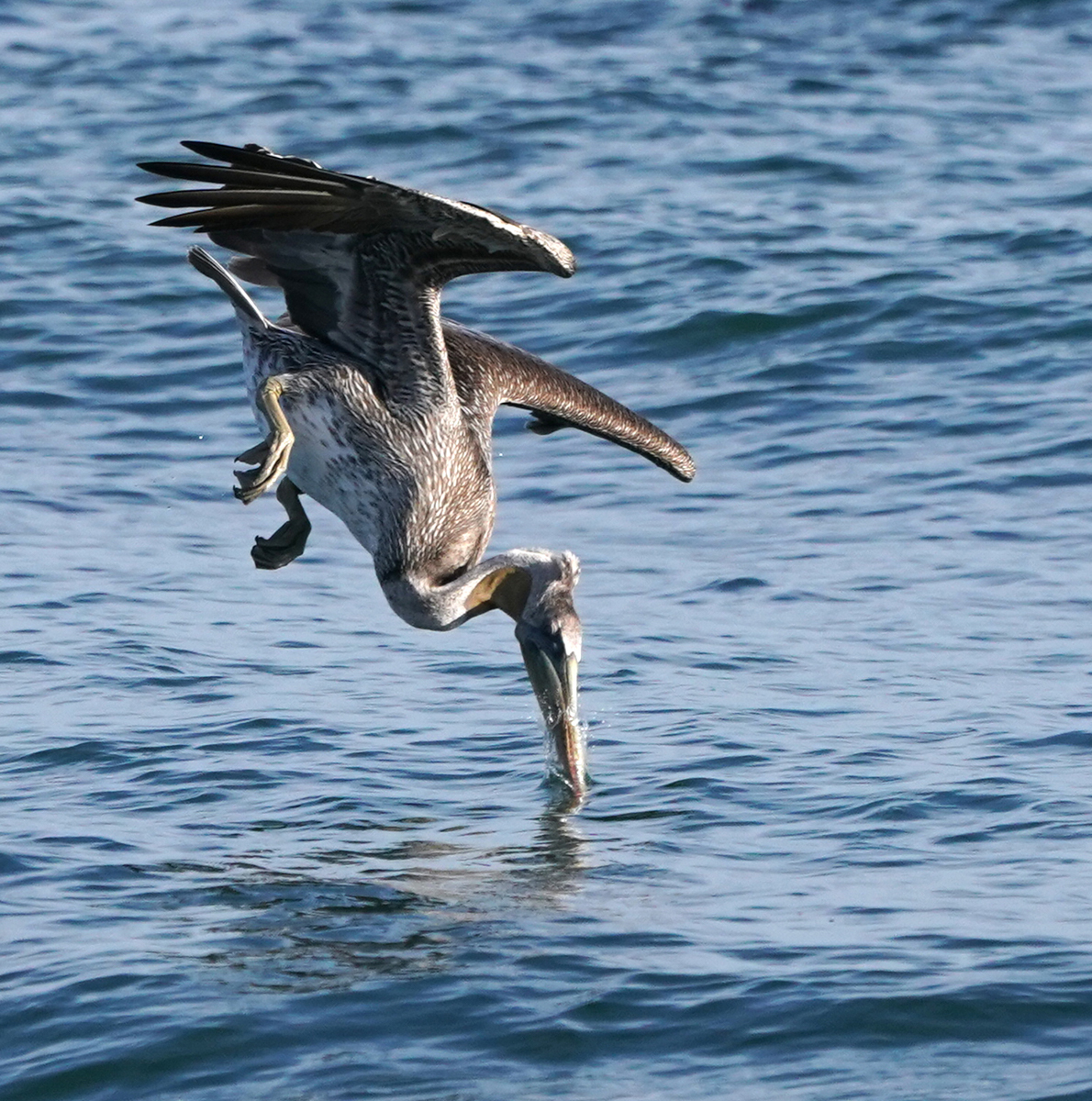 0031_NATURE_GROUP_1_BIRDS_OF_MALIBU_4.jpg