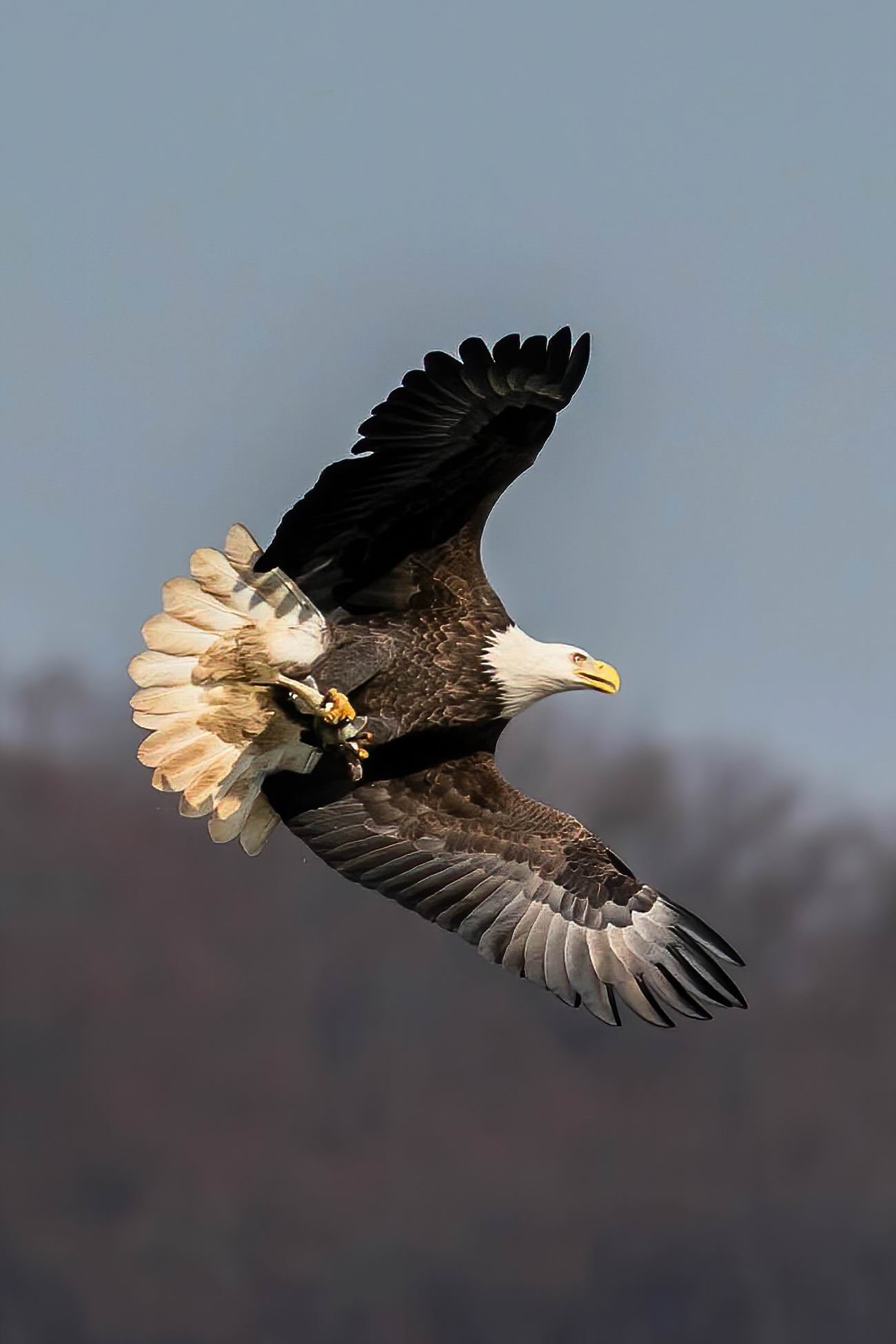 0049_Eagle fishing home-003.jpg