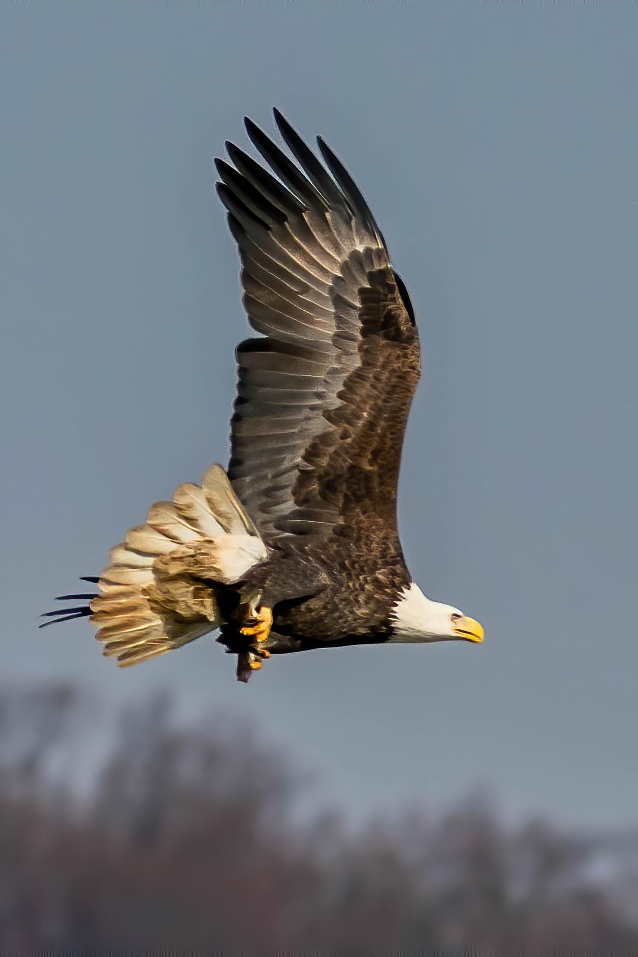 0049_Eagle fishing home-004.jpg