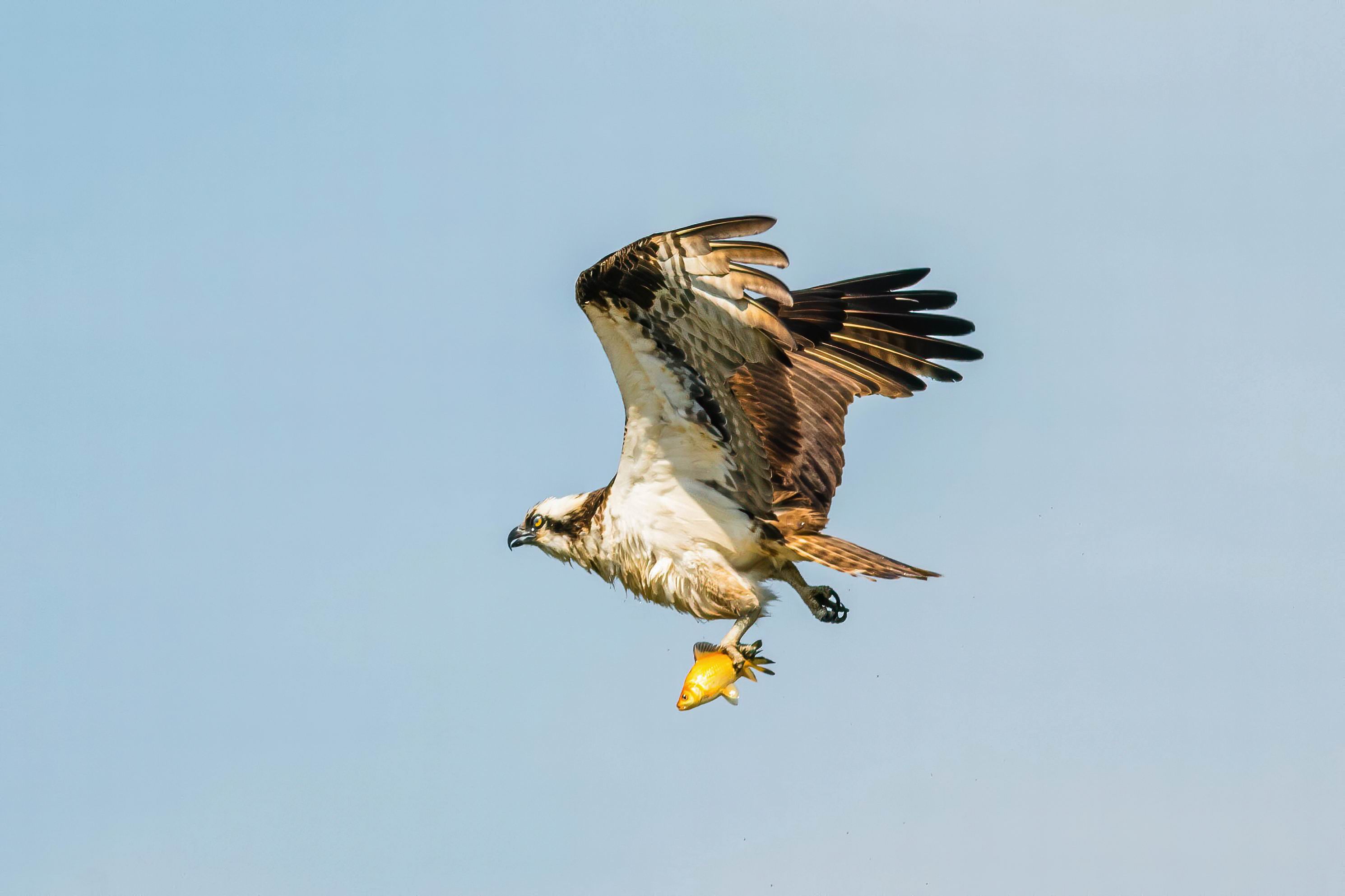 0049_Osprey shacking off water-001.jpg