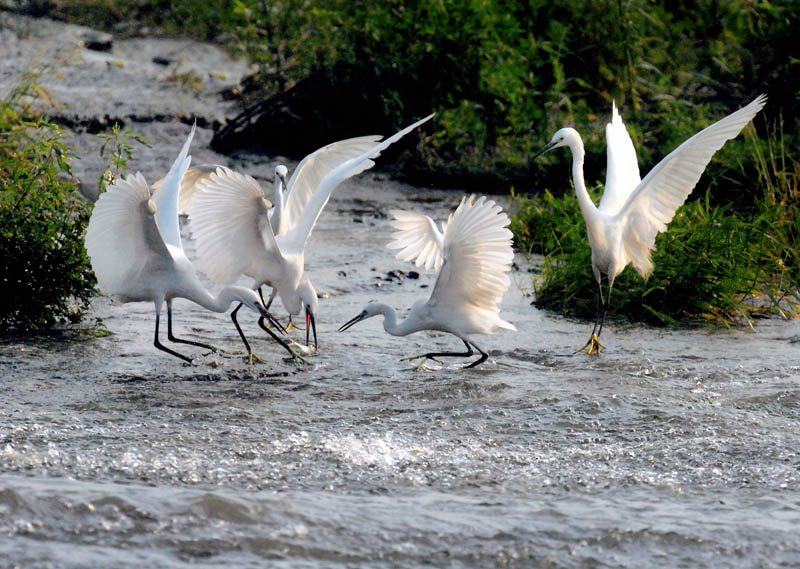 Gia in Austria linz 2007.jpg