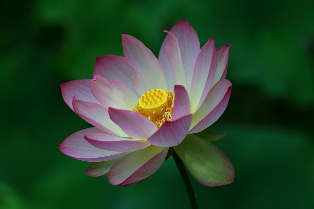 Copy (1) of Copy (1) of IMG_3332.JPG