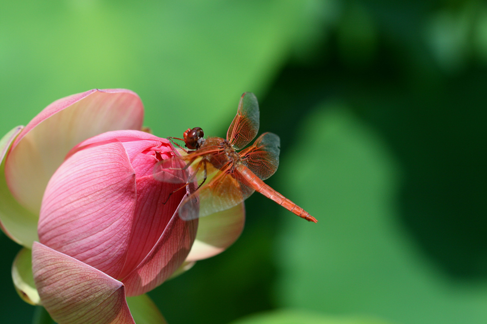 Copy (1) of Copy (1) of IMG_3735.JPG