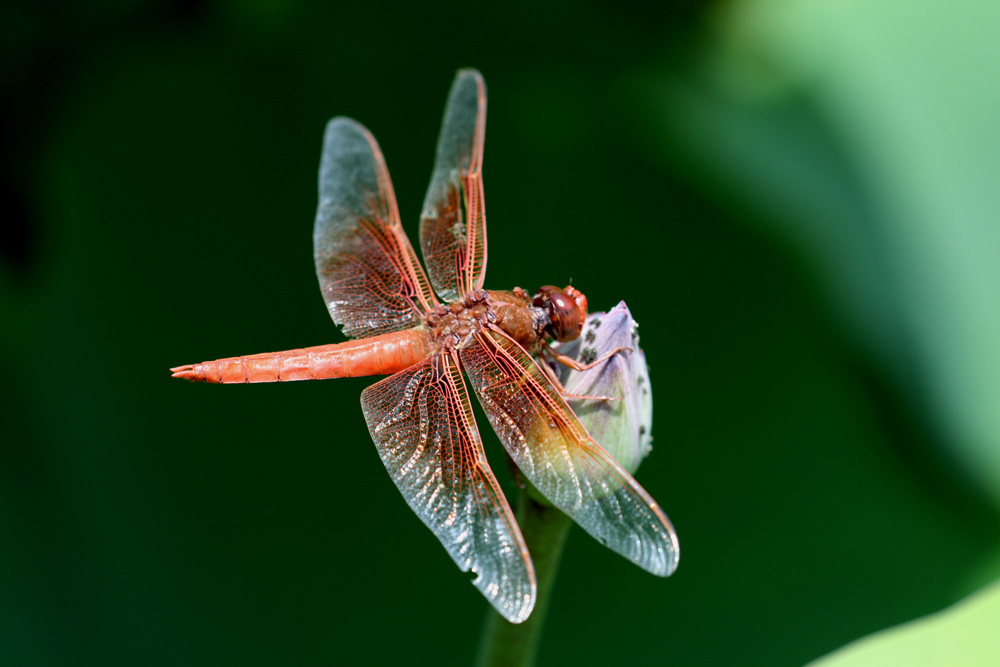 Copy (1) of Copy (1) of IMG_3759.JPG