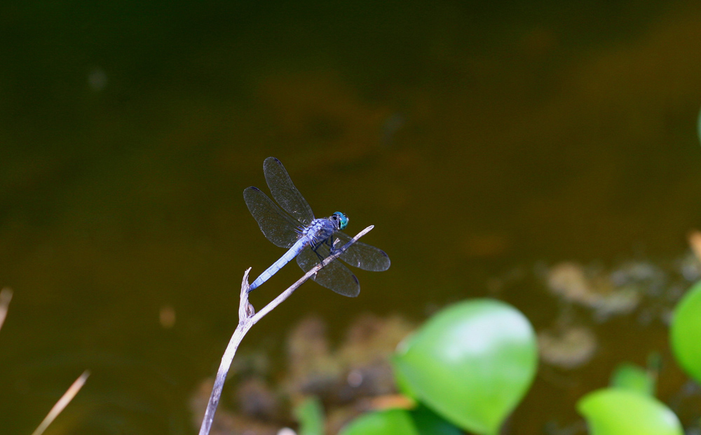 Copy (1) of Copy (1) of IMG_3860.JPG