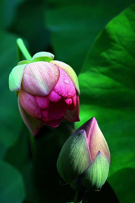 IMG_9134.jpga copy.jpg