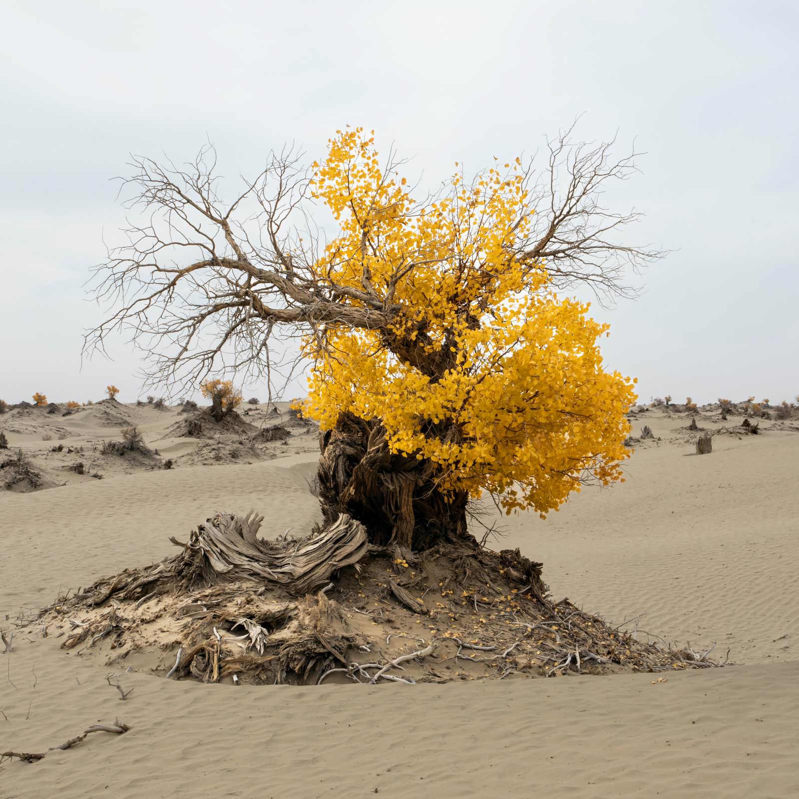 049_枯木逢春 （a new lease of life)-6269411661.jpg