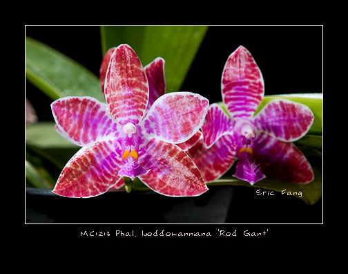 MC1213-Phal.-lueddemanniana.jpg
