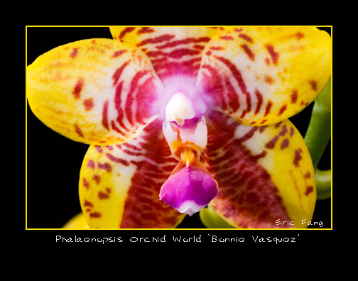 Phalaenopsis-Orchid-World.jpg