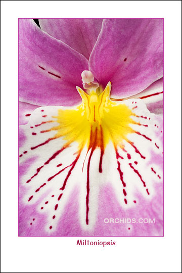 Miltoniopsis.jpg