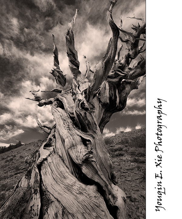 Bristlecone_6440BW2F.jpg