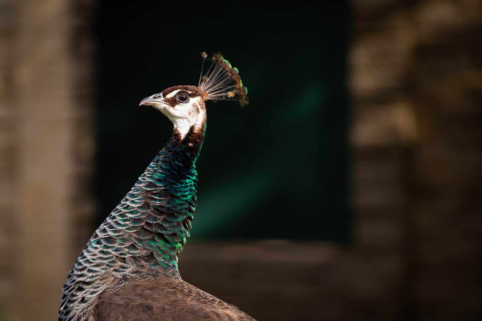 018_驕傲的孔雀 Proud Peahen.jpg