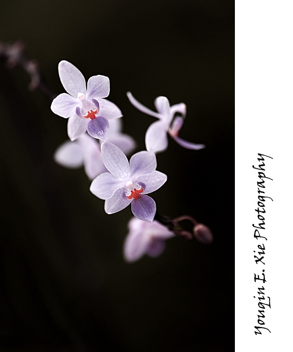 Orchid_6888C2_F.jpg
